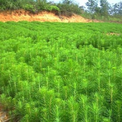 贵州毕节马尾松产地行情