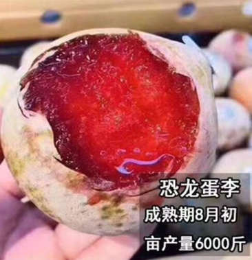[恐龙蛋李子苗批发]恐龙蛋李子苗 红心无核李 国峰七号李嫁接苗 南北