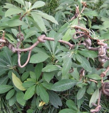 [杨树苗批发]梦花树苗价格0.30元/棵 - 一亩田