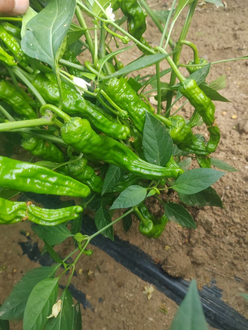 山东省枣庄市精品芜湖椒大量上市中