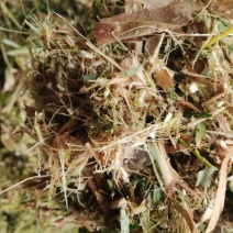 河南平舆鹏程牧草