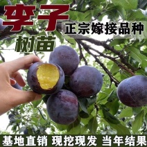 李子树苗，西梅恐龙蛋品种多提供技术指导