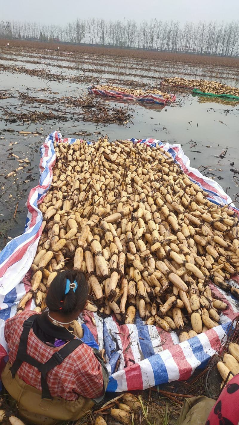 [美人红莲藕批发]江苏宿迁泗洪县莲藕 1.20元/斤红芽莲藕,皮 _ 一亩田