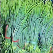山东冷库红帽蒜薹白帽蒜苔大量出库，货源充足