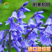 进口蓝铃花种球多年生花卉种球蓝色风信子耐寒耐阴花卉种球
