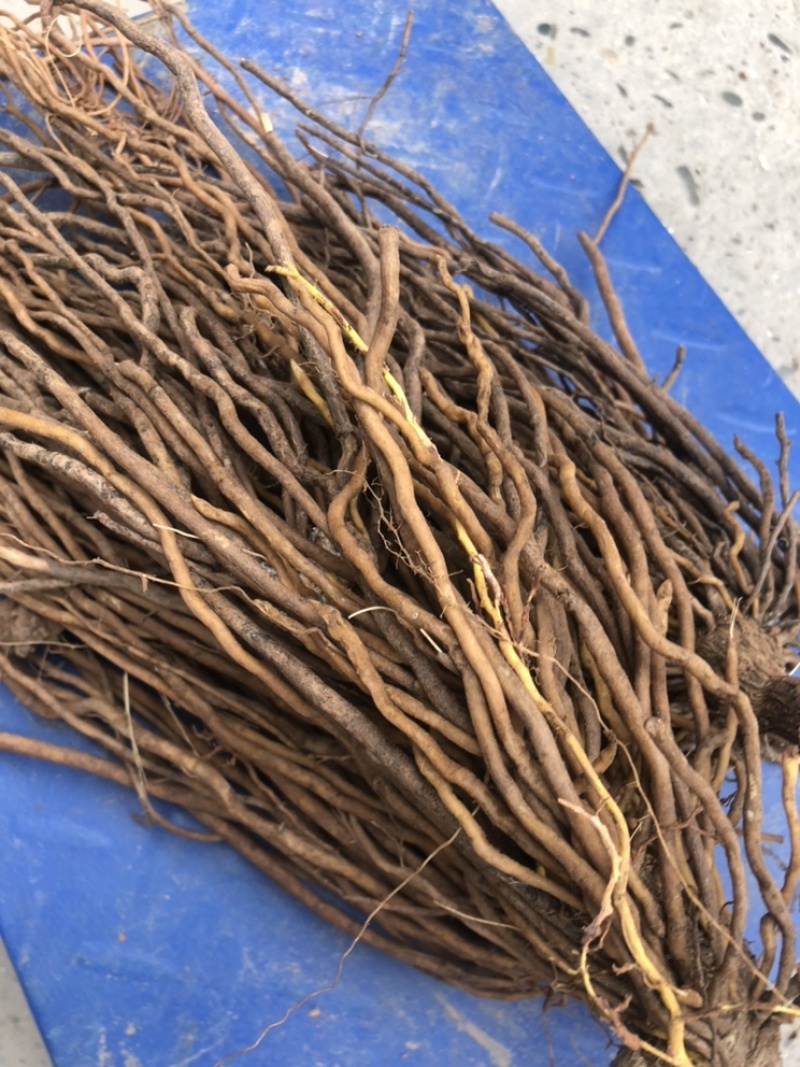 四川新鲜现挖的野生威灵仙老虎须一把米