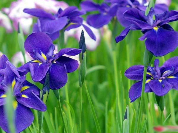 米迦勒雏菊花朵特写