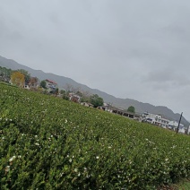 [标题]三华油茶树苗（华硕）（华金）（华鑫）现挖现卖
