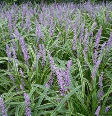 [麦冬批发]花叶麦冬价格10.00元/斤 - 一亩田