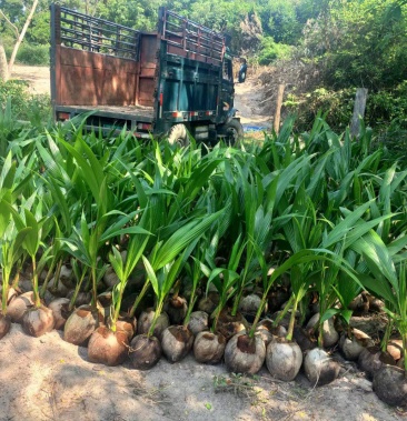 [椰子树苗批发]本地椰子苗 基地直批 一手货源价格8.90元/棵 - 一亩田