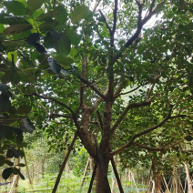 秋枫假植苗、地苗福建漳州秋枫种植基地大量现货一手货源批发