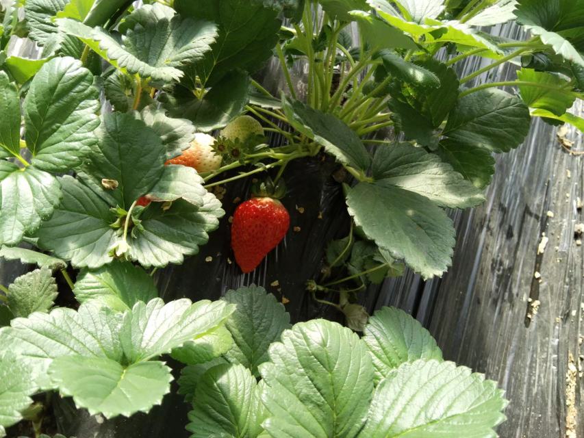 新鲜奶油草莓清洗与去蒂过程特写