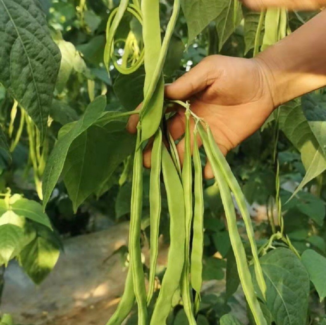 扁青芸豆的植株与豆荚特写