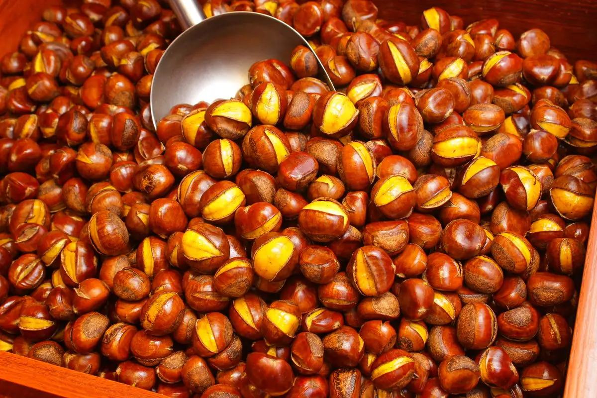 巴马油栗加工与烹饪场景