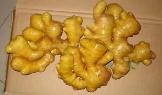 生姜与柠檬实物对比图