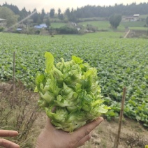 遂宁儿菜