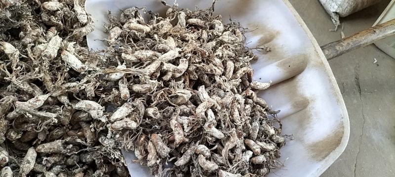 芍药苗哪里有卖