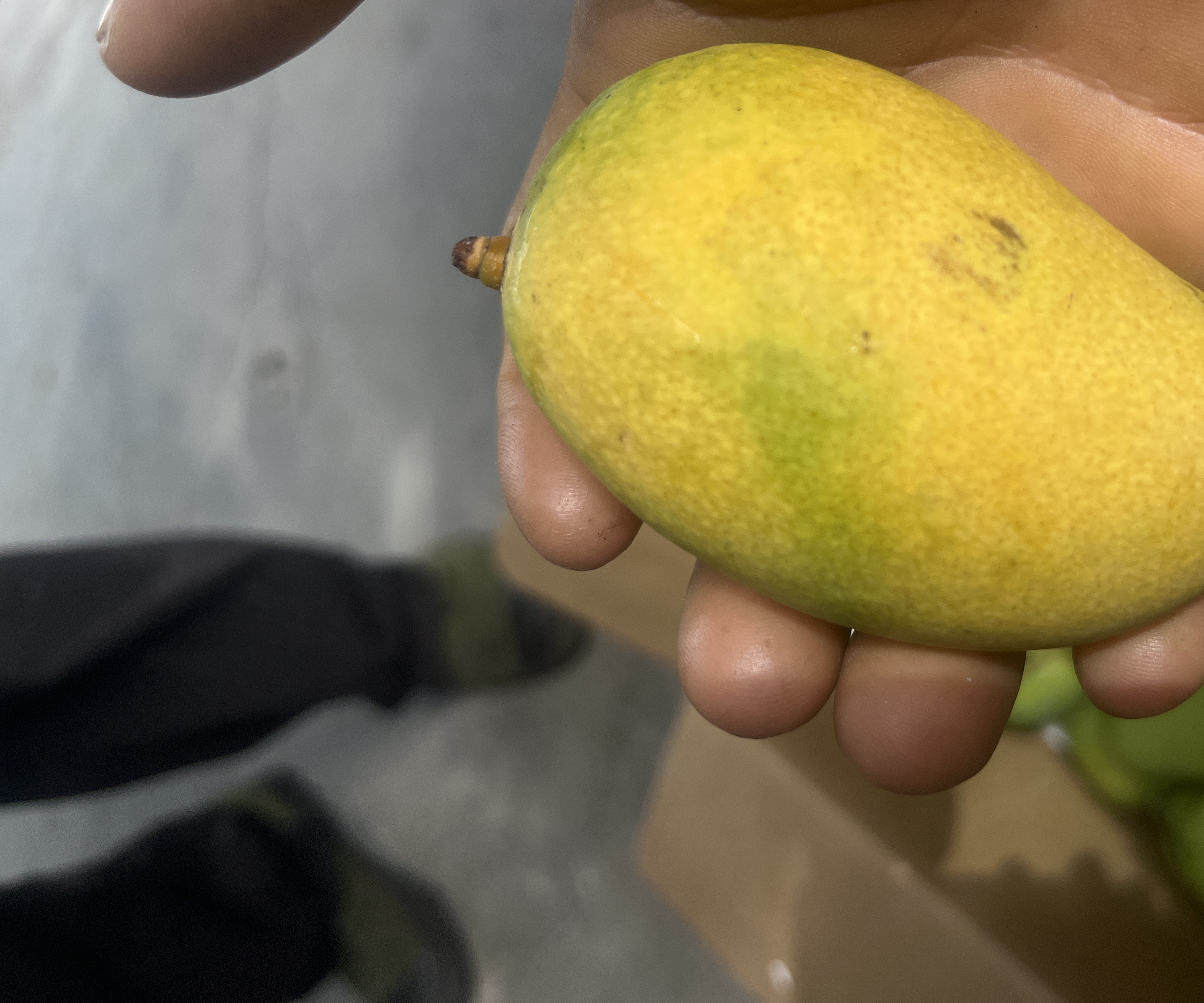 小台芒果实特写