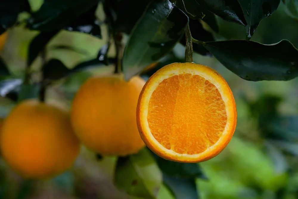 冰糖橙切面特写