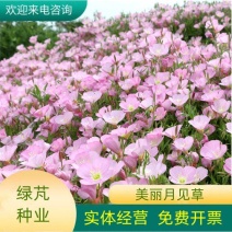 月见草夜来香驱蚊草籽见土就活四季易活花籽种子美丽月见草种