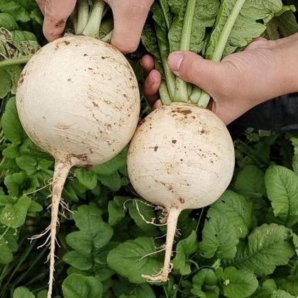 湖北宜昌远安县圆萝卜价格行情走势 - 一亩田