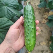 辽宁精品旱黄瓜一手货源供应批发市场商超量大价优