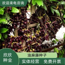 新采油麻藤种子爬藤种子牛马藤种子护坡固土常绿油麻藤