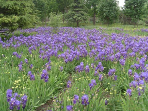 紫星雏菊种植基地航拍图
