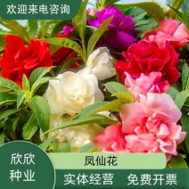 重瓣凤仙花种籽室外花种籽子四季播种开花指甲花籽盆栽庭院花