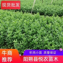 【精选】积壳苗，枳壳苗，积壳小苗，产地保成活后期指导
