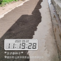 太子参种子