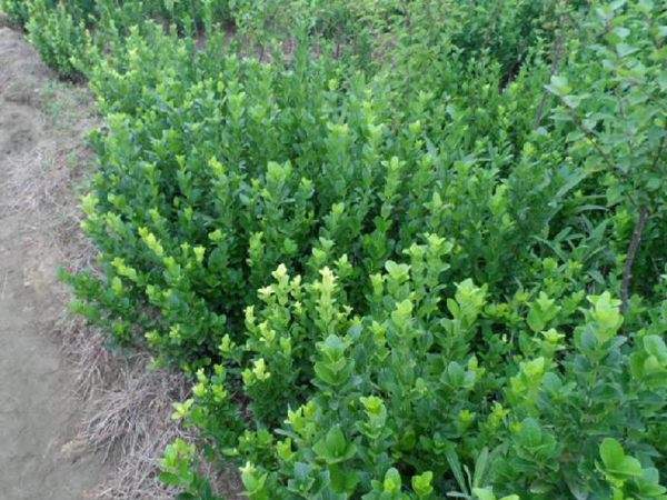 花序特写对比图