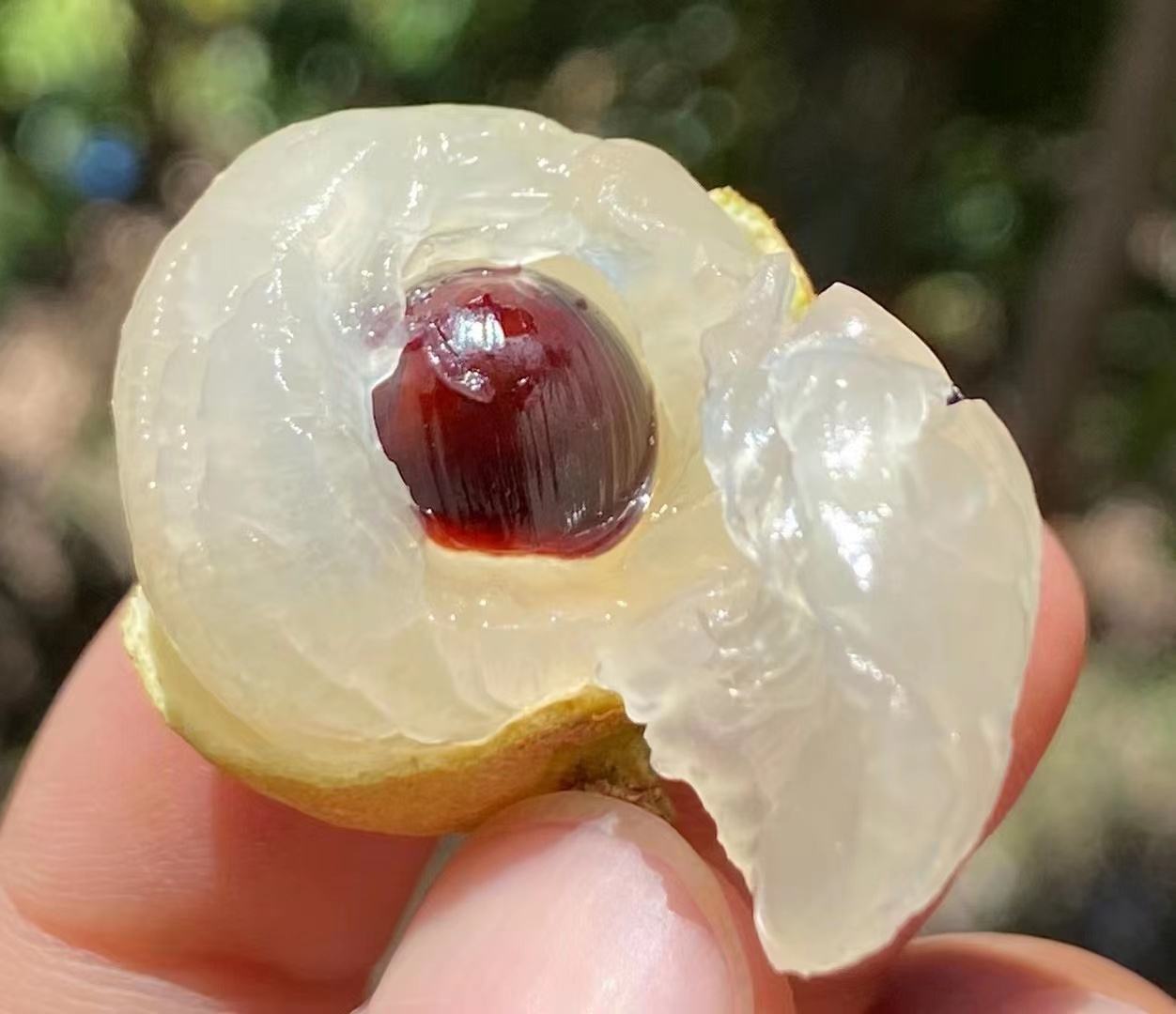 一颗剥壳后的本地石硖龙眼,果肉晶莹剔透,水润饱满,置于竹盘中,展现出岭南水果的自然之美 本地石硖龙眼特写