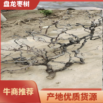 沾化区盘龙枣树基地现货，批量发货，产地直发、货源充足