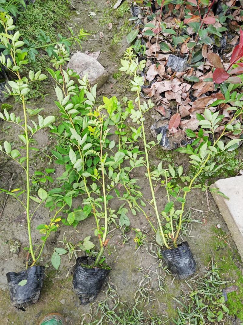 四川成都温江出售大量精品藤本月季蔷薇欧月大红袍安吉拉