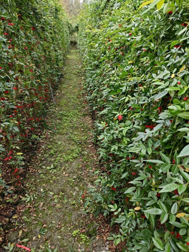 四川成都温江出售大量精品藤本月季蔷薇欧月大红袍安吉拉