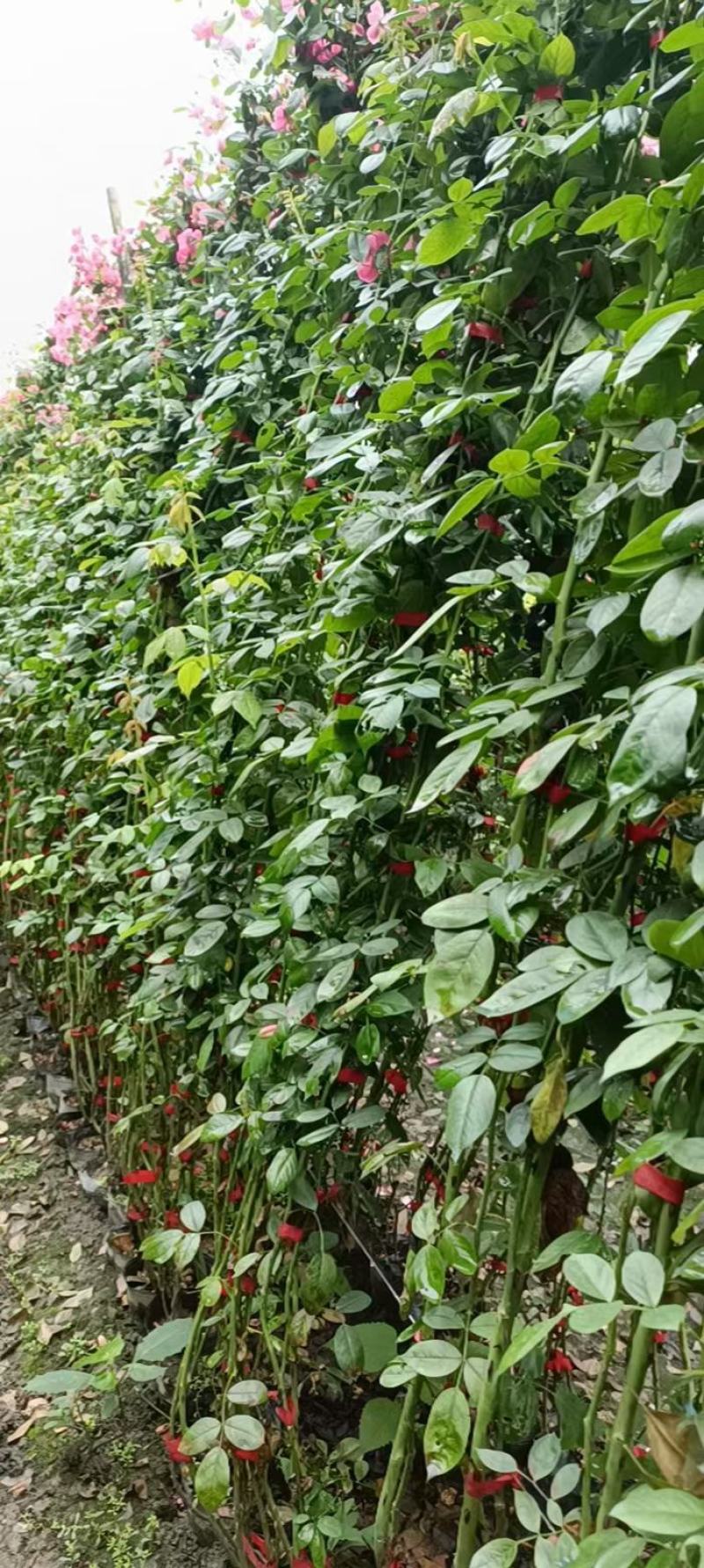 四川成都温江出售大量精品藤本月季蔷薇欧月大红袍安吉拉