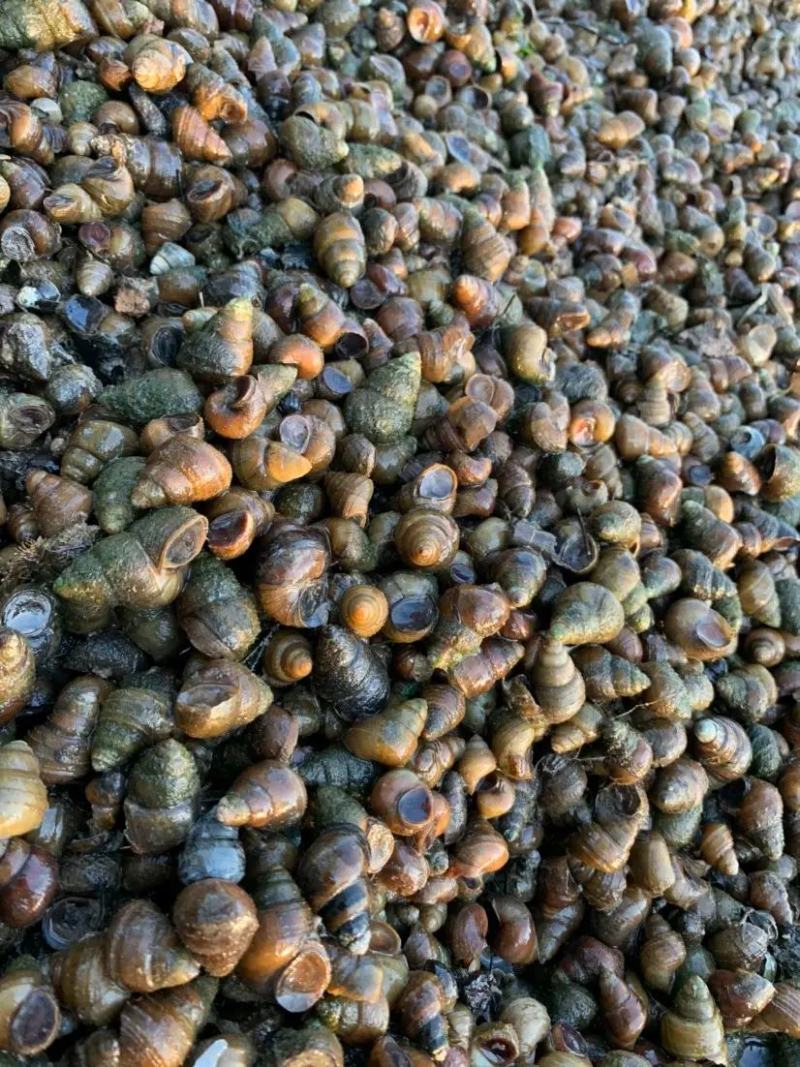 洪湖鱼米之乡中华田园螺现捞清水食用石螺蛳薄壳鲜活厚壳田螺