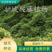 葛藤种子边坡绿化矿山复绿爬藤植物种