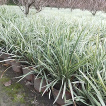 四川成都温江出售大量精品银边草沿阶草银边草金边草沿阶草