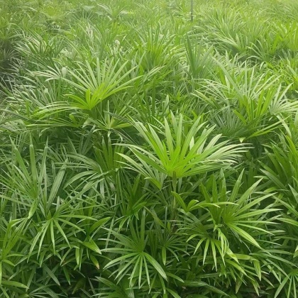 贵州黔南细叶棕竹产地货源批发价格行情