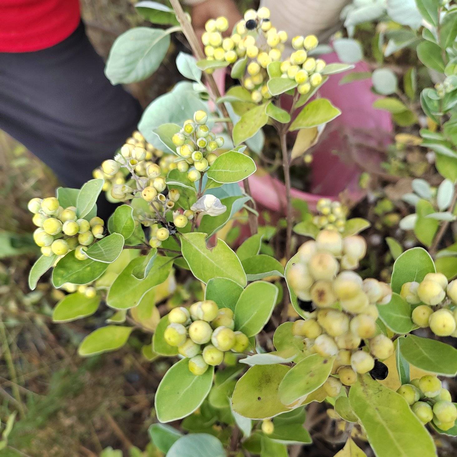 [蔓荆子批发]江西宜春樟树市蔓荆子 1.50元/棵江西单叶蔓荆 _ 一亩田
