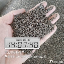 太子参种子