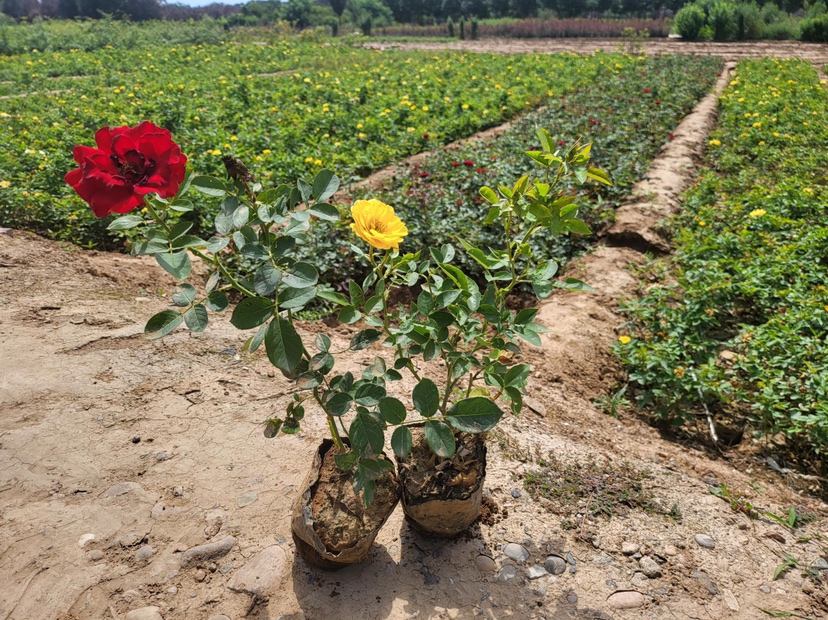 大花月季田间生长实景