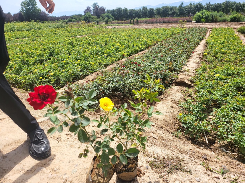 大花月季与园艺工具组合场景