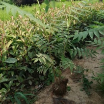 珍珠梅花梅营养钵规格多样产地直供品质保证