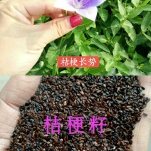 推荐提供技术，优质桔梗苗子，桔梗种苗，桔梗秧子