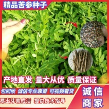 【推荐】优质苦参种子，保证质量批发零售，