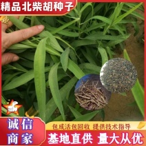 推荐北柴胡种子90%以上柴胡种子，31号柴胡种子
