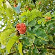 柘树种子柘藤种子构棘种籽植物柘种子林木种子四季庭院播种